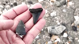 My BEST Shark Teeth from ONE HOUR at the Beach in Charleston!