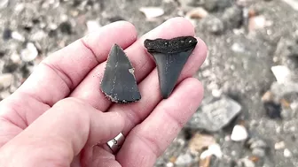 My BEST Shark Teeth from ONE HOUR at the Beach in Charleston!