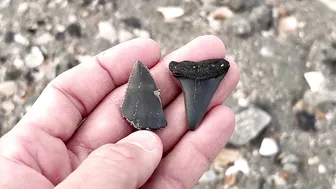 My BEST Shark Teeth from ONE HOUR at the Beach in Charleston!