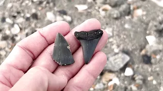 My BEST Shark Teeth from ONE HOUR at the Beach in Charleston!