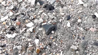 My BEST Shark Teeth from ONE HOUR at the Beach in Charleston!