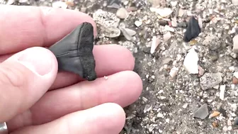 My BEST Shark Teeth from ONE HOUR at the Beach in Charleston!