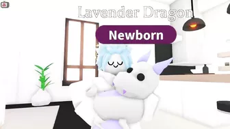 THE RAREST PET IN ADOPT ME!? - How to get the NEW Lavender Dragon (Roblox)