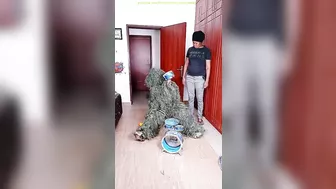 FUNNY VIDEO GHILLIE SUIT TROUBLEMAKER PRANK try not to laugh Family The Honest Comedy Busy Fun Ltd 3