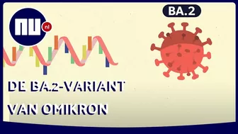 Waarom de BA.2-variant van omikron de 'sluipende variant' wordt genoemd | NU.nl