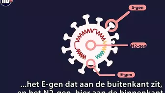 Waarom de BA.2-variant van omikron de 'sluipende variant' wordt genoemd | NU.nl