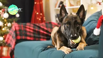 How to watch the Puppy Bowl 2022 Live Stream?