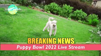 How to watch the Puppy Bowl 2022 Live Stream?