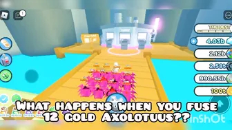 What Happens When You Fuse 12 Gold Axolotuus??? - Pet Simulator X Roblox