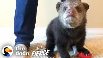 Rescued Baby Black Bear Slowly Falls In Love With His New Friend | The Dodo Little But Fierce