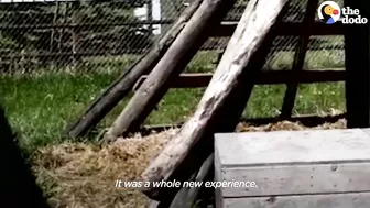 Rescued Baby Black Bear Slowly Falls In Love With His New Friend | The Dodo Little But Fierce