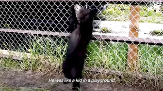 Rescued Baby Black Bear Slowly Falls In Love With His New Friend | The Dodo Little But Fierce