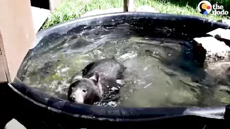 Rescued Baby Black Bear Slowly Falls In Love With His New Friend | The Dodo Little But Fierce