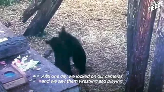 Rescued Baby Black Bear Slowly Falls In Love With His New Friend | The Dodo Little But Fierce