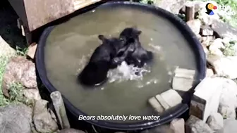 Rescued Baby Black Bear Slowly Falls In Love With His New Friend | The Dodo Little But Fierce