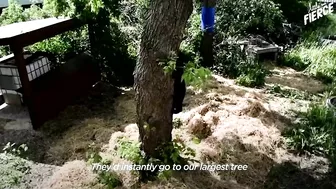 Rescued Baby Black Bear Slowly Falls In Love With His New Friend | The Dodo Little But Fierce