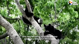 Rescued Baby Black Bear Slowly Falls In Love With His New Friend | The Dodo Little But Fierce