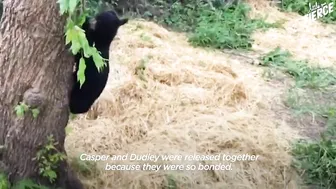 Rescued Baby Black Bear Slowly Falls In Love With His New Friend | The Dodo Little But Fierce