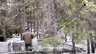 Rescued Baby Black Bear Slowly Falls In Love With His New Friend | The Dodo Little But Fierce