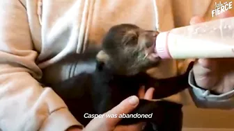 Rescued Baby Black Bear Slowly Falls In Love With His New Friend | The Dodo Little But Fierce