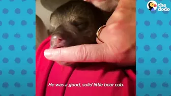 Rescued Baby Black Bear Slowly Falls In Love With His New Friend | The Dodo Little But Fierce