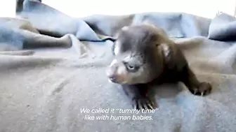 Rescued Baby Black Bear Slowly Falls In Love With His New Friend | The Dodo Little But Fierce