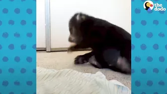 Rescued Baby Black Bear Slowly Falls In Love With His New Friend | The Dodo Little But Fierce