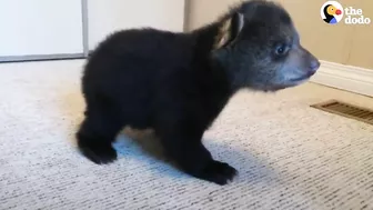 Rescued Baby Black Bear Slowly Falls In Love With His New Friend | The Dodo Little But Fierce