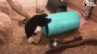 Rescued Baby Black Bear Slowly Falls In Love With His New Friend | The Dodo Little But Fierce