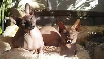 Beautiful Sphynx Cats Family ???? Video Compilation ????