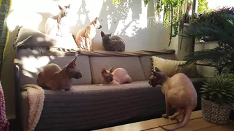 Beautiful Sphynx Cats Family ???? Video Compilation ????