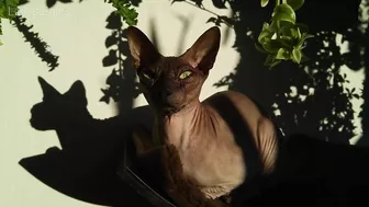 Beautiful Sphynx Cats Family ???? Video Compilation ????