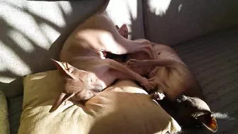 Beautiful Sphynx Cats Family ???? Video Compilation ????