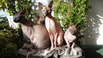 Beautiful Sphynx Cats Family ???? Video Compilation ????