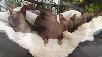 Beautiful Sphynx Cats Family ???? Video Compilation ????