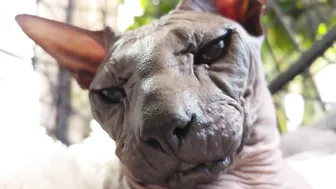 Beautiful Sphynx Cats Family ???? Video Compilation ????