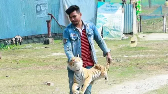 Fake Tiger vs Crazy Man Prank Video 2022 || Public So Funny Reaction With Fake Tiger...