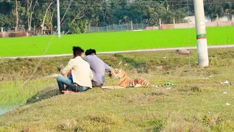 Fake Tiger vs Crazy Man Prank Video 2022 || Public So Funny Reaction With Fake Tiger...