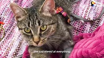 Woman Who Loves To Travel Adopts A Kitten Who Feels The Same Way | The Dodo