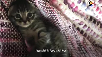 Woman Who Loves To Travel Adopts A Kitten Who Feels The Same Way | The Dodo