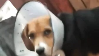 Prova a non ridere - Video di cani divertenti ???? Compilation divertente 18