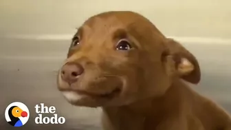 This Adorable Puppy Wouldn’t Stop Smiling in Her Shelter Kennel | The Dodo