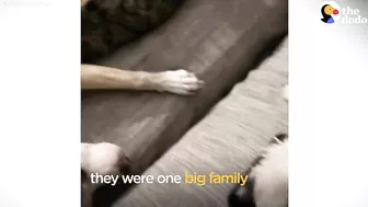 This Adorable Puppy Wouldn’t Stop Smiling in Her Shelter Kennel | The Dodo