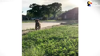 This Adorable Puppy Wouldn’t Stop Smiling in Her Shelter Kennel | The Dodo