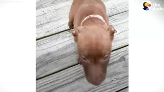 This Adorable Puppy Wouldn’t Stop Smiling in Her Shelter Kennel | The Dodo