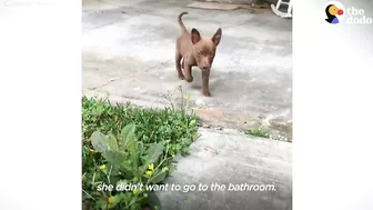 This Adorable Puppy Wouldn’t Stop Smiling in Her Shelter Kennel | The Dodo