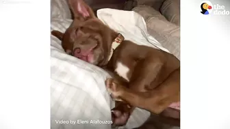 This Adorable Puppy Wouldn’t Stop Smiling in Her Shelter Kennel | The Dodo