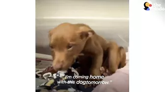 This Adorable Puppy Wouldn’t Stop Smiling in Her Shelter Kennel | The Dodo