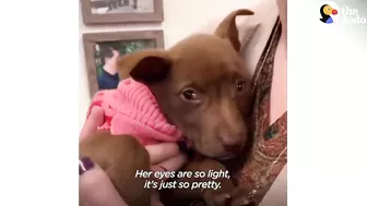 This Adorable Puppy Wouldn’t Stop Smiling in Her Shelter Kennel | The Dodo