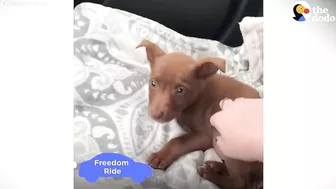 This Adorable Puppy Wouldn’t Stop Smiling in Her Shelter Kennel | The Dodo